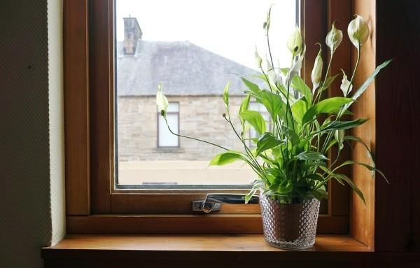 Εσωτερικά φυτά καθαρισμού αέρα Peace Lily ιδανικά για το γραφείο και το σπίτι
