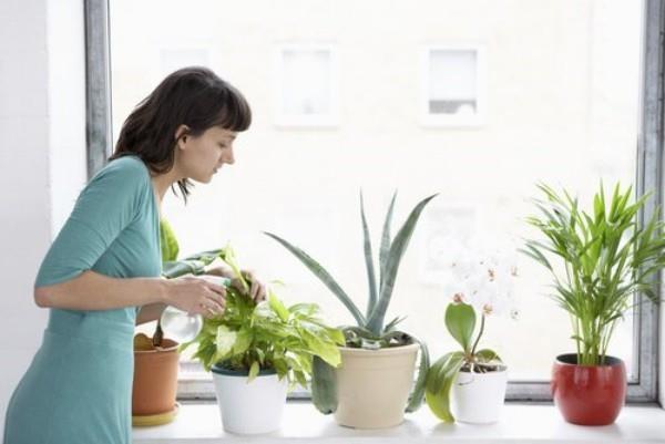 Διατηρήστε τα φυτά εσωτερικού χώρου που καθαρίζουν τον αέρα σωστά στο σπίτι, ποτίζετε, λιπαίνετε