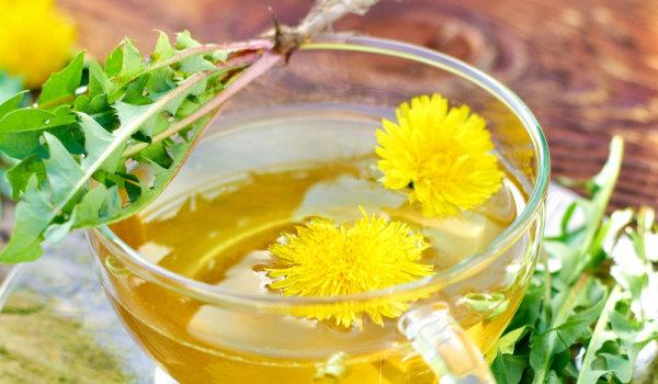 Πικραλίδα κίτρινα άνθη αφήνει ρίζα Πικραλίδα τσάι αποτοξινώνει και αναζωογονεί το σώμα