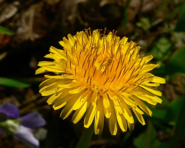 Η πικραλίδα καλά σχηματισμένα ηλιοκίτρινα πέταλα είναι ένα ξεχωριστό χαρακτηριστικό του φαρμακευτικού φυτού