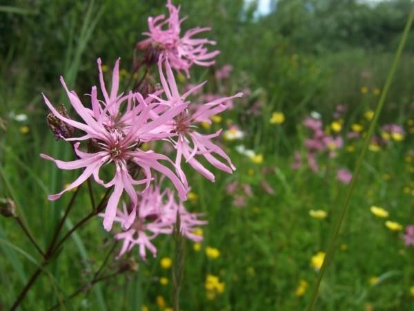 Lychnis flos-cuculi ιδέα για σχεδιασμό κήπου