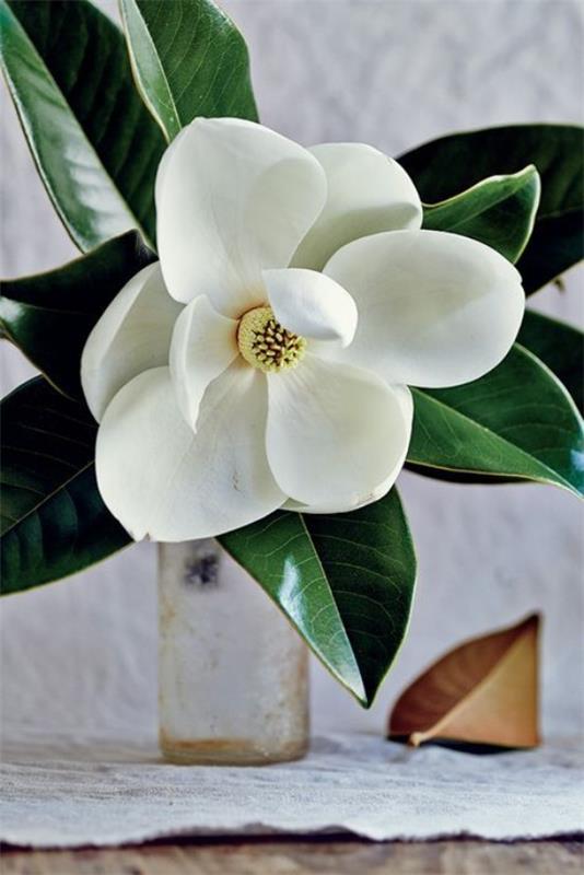 Magnolia ανθίζει κλαδιά σε βάζο υπέροχη διακόσμηση