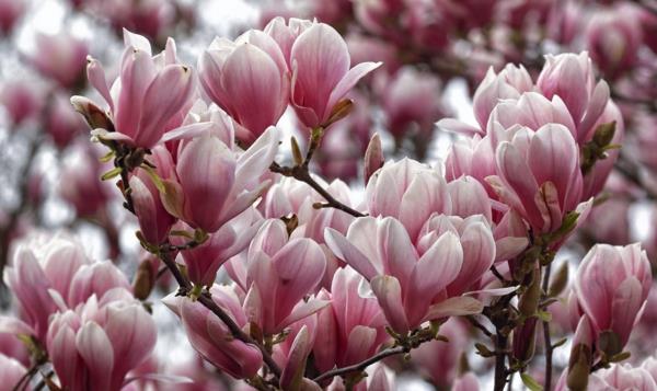 Magnolia γονιμοποιώντας τις ανοιξιάτικες άκρες