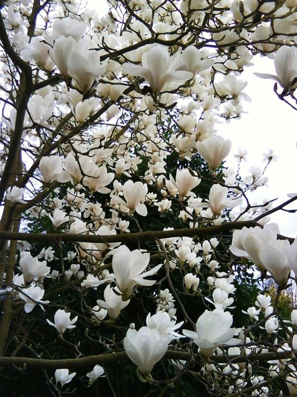 Magnolia γονιμοποιήστε τα ανοιξιάτικα λευκά λουλούδια