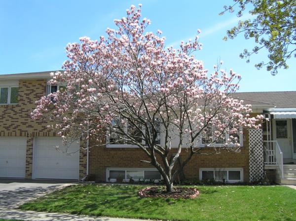 Magnolia γονιμοποιήστε τον κήπο δέντρων magnolia