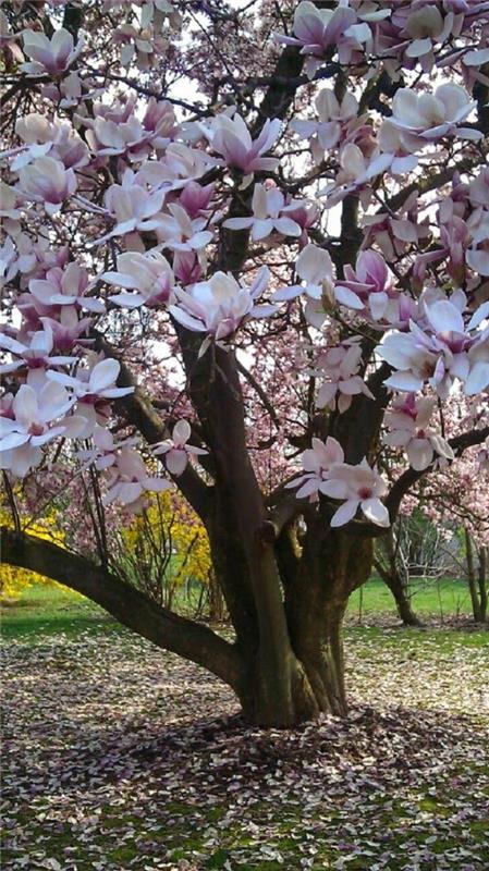 Magnolia γονιμοποιήστε το δέντρο μανόλιας