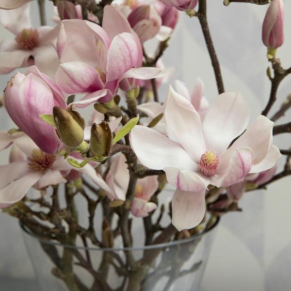 Magnolia γονιμοποιήστε μανόλια ανθίζει βάζο