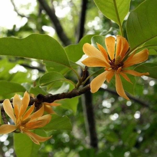Magnolia γονιμοποιούν κίτρινα λουλούδια