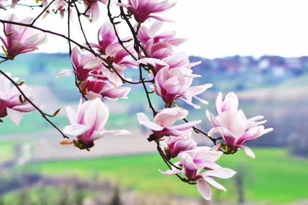 Magnolia γονιμοποιήστε όμορφα λουλούδια φυσικού λιπάσματος