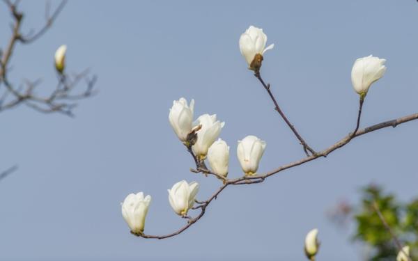 Magnolia γονιμοποιήστε μπουμπούκια λευκών λουλουδιών