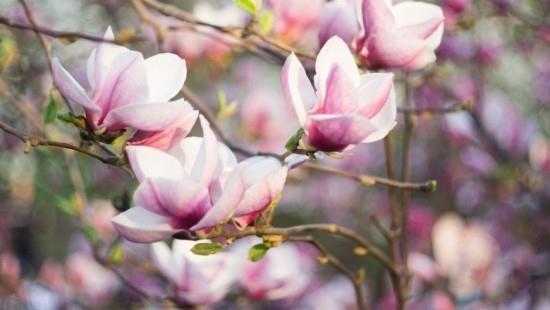 Ροζ λουλούδια Magnolia