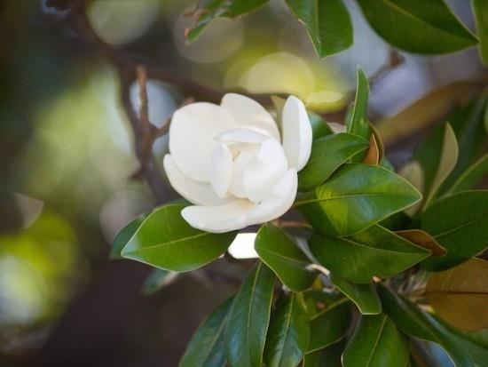 Λευκό λουλούδι Magnolia εύκολο στη φροντίδα