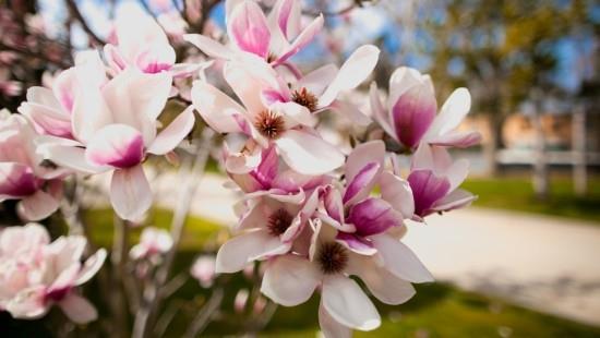 Magnolia ευαίσθητα λουλούδια λεπτό άρωμα φυσικής ομορφιάς