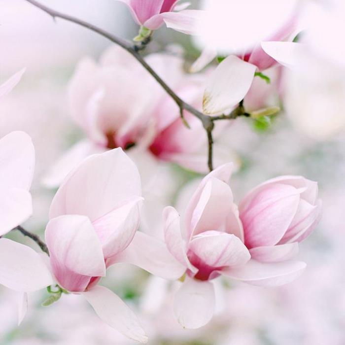 Magnolia δέντρα κήπου φυτά και δέντρα