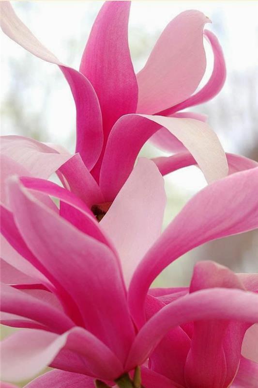 Το δέντρο Magnolia στο μπροστινό μέρος της αυλής άνοιξε τα φυτά του κήπου