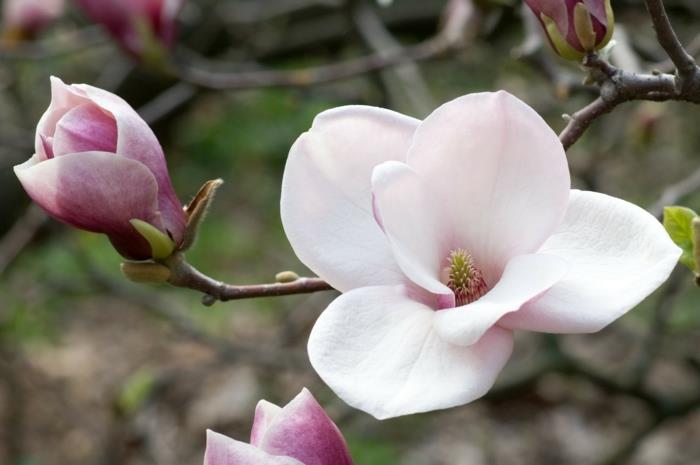 Δέντρο Magnolia στην μπροστινή αυλή σχεδιασμό φυτών κήπου