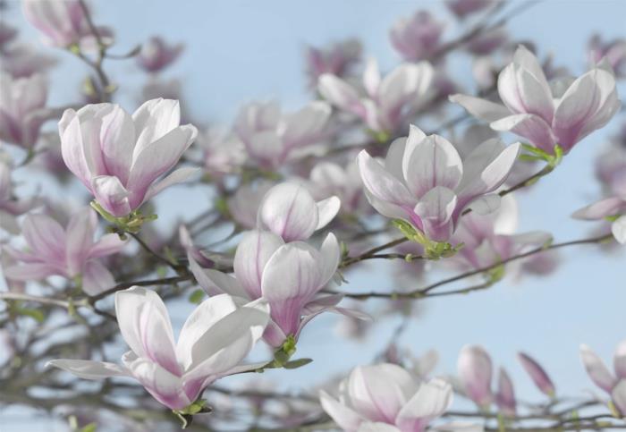 Δέντρο Magnolia στην μπροστινή αυλή που μεγαλώνει φυτά κήπου