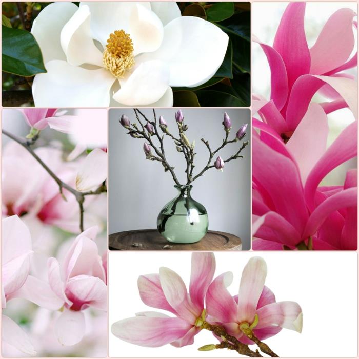 Magnolias διακόσμηση κήπου ιδέες κήπος φυτά δέντρο
