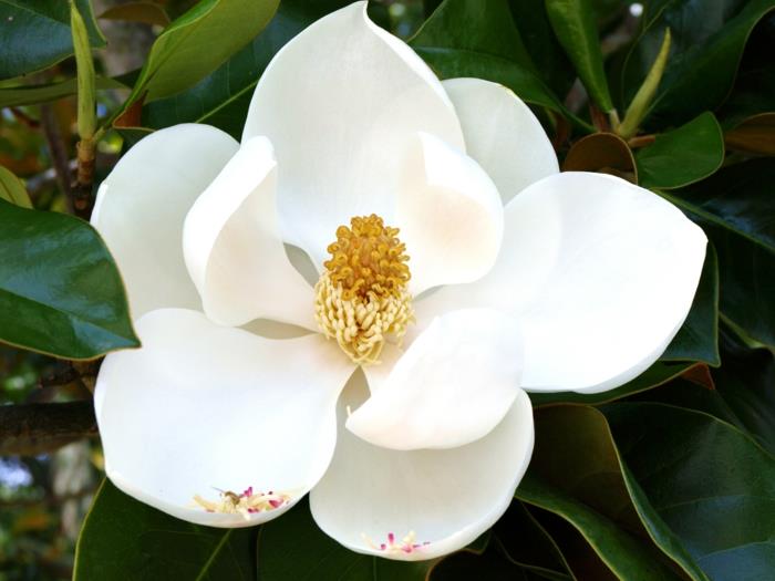 Magnolias λευκό άνθησε την ομορφιά της φύσης