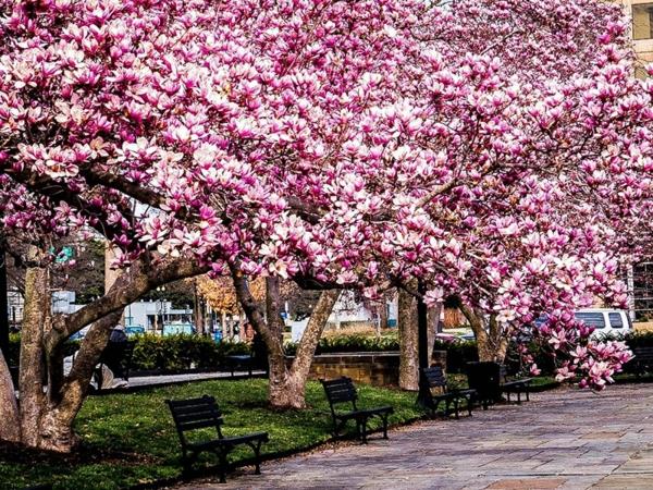 Δέντρα Magnolia Park Grühling Magnolia γονιμοποιούν