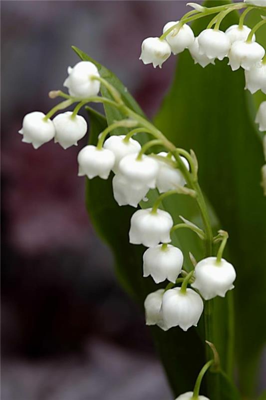 Κρίνος της κοιλάδας Convallaria majalis όμορφα ανοιξιάτικα λουλούδια εικόνες