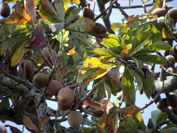 Mammea americana εξωτικά δέντρα εξωτικά φρούτα