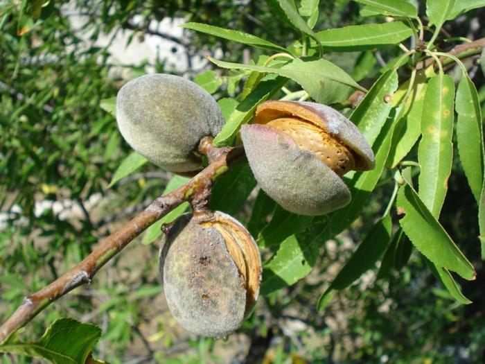 Αμύγδαλα υγιές δέντρο