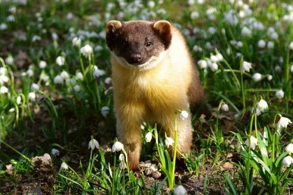 Marten σε ένα λιβάδι με καμπάνες χιονιού