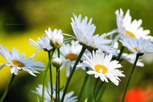 Οι μαργαρίτες έξω από το πολυετές αγαπημένο στους κήπους μας είναι τα λευκά λουλούδια