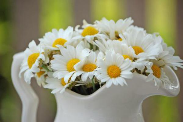 Λευκά λουλούδια μαργαρίτες σε λευκή κανάτα πορσελάνης