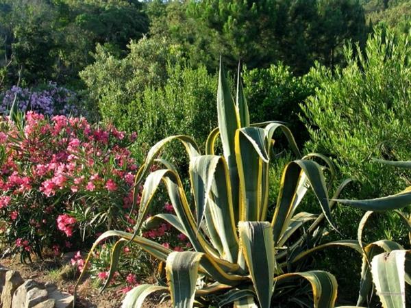 Μεσογειακός κήπος σχεδιασμός συστημάτων νερού φυτών
