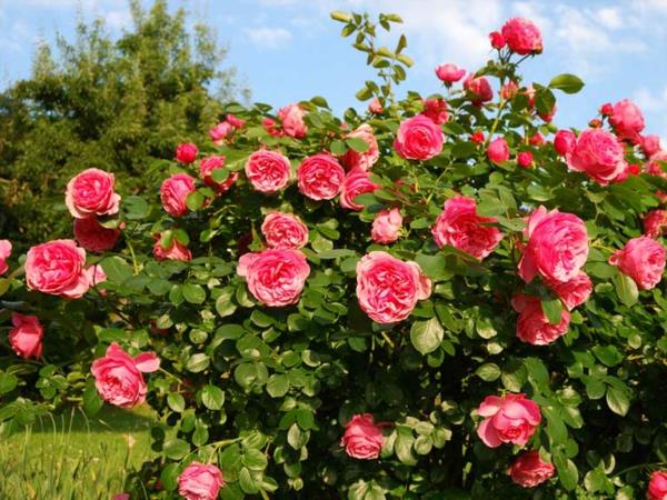 Σπιτικές θεραπείες για το ωίδιο του τριαντάφυλλου Μούχλα από τριαντάφυλλο