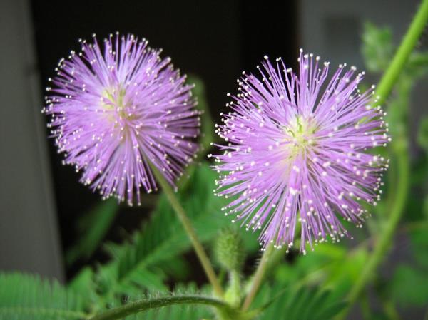 Mimosa pudica λουλούδια Βραζιλία Διακοσμητικά φυτά εσωτερικού χώρου