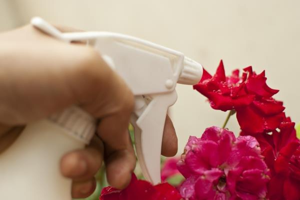 Μέσα ενάντια στο ωίδιο στα τριαντάφυλλα Σπιτικά φάρμακα για την καταπολέμηση του ωιδίου του τριαντάφυλλου