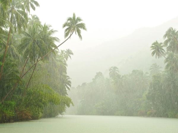 Φροντίδα Monstera και ενδιαφέροντα γεγονότα για το βροχερό δάσος των φύλλων των παραθύρων σε πιο υγρό άκρο