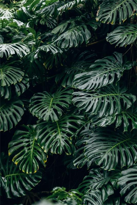 Φροντίδα Monstera και ενδιαφέροντα στοιχεία για το παράθυρο φύλλα τεράστια φυτά από το τροπικό δάσος