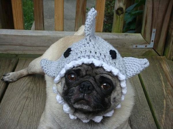 καπέλα σκυλιά σκύλος μόδας καρχαρίας