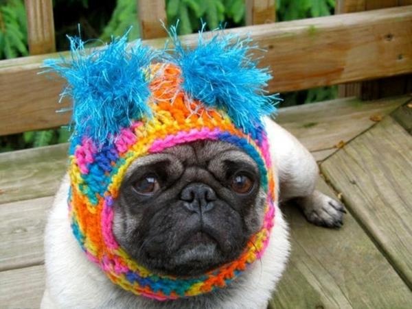 Καπέλα σκυλιά σκυλί μόδας σκυλί ρούχα πατημασιά πολύχρωμα