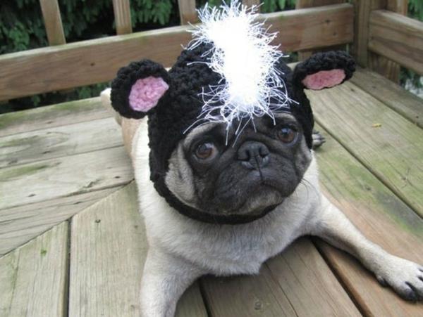 Καπέλα σκυλιά σκυλί μόδας ρούχα κατοικίδιων ζώων πατημασιά αυτιά