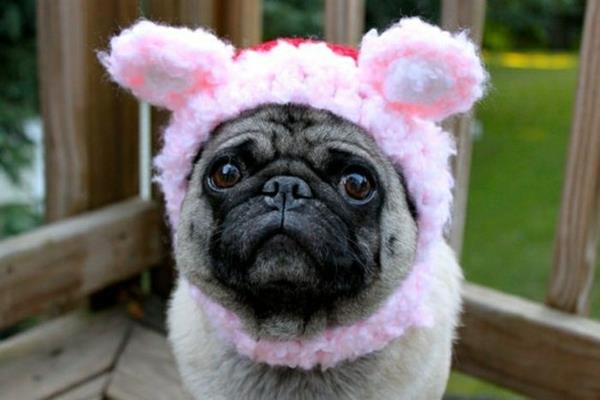 Σκυλιά σκυλιών μόδας ρούχα κατοικίδιων ζώων πατάκι ροζ