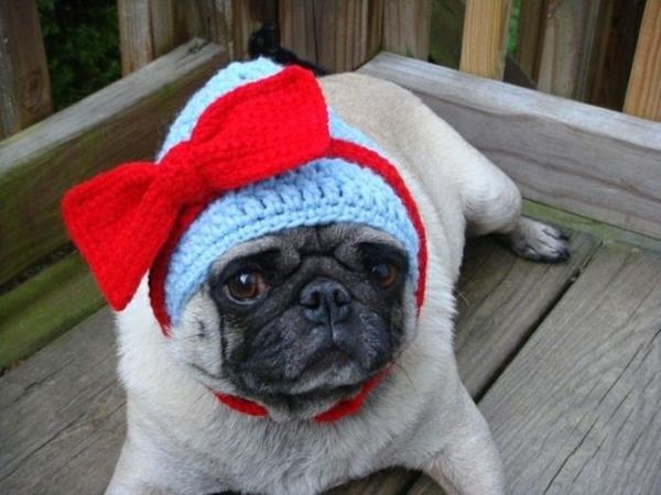 Καπέλα σκυλιά σκυλί μόδας ρούχα κατοικίδιο ζώο pug θηλυκό
