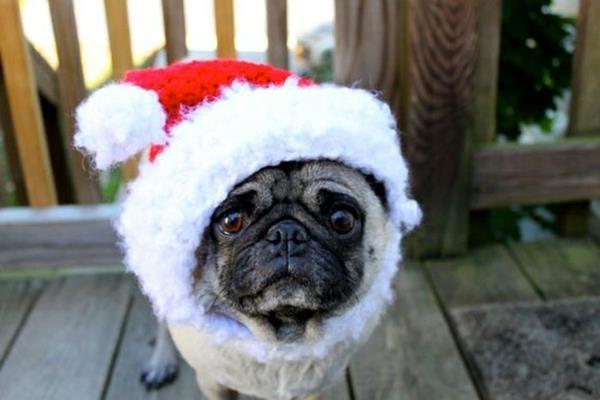 Καπέλα σκυλιά σκυλί μόδας κατοικίδια ρούχα pug Άγιος Βασίλης
