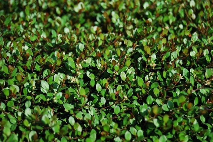 Muehlenbeckia axillaris μαύρος καρποφόρος καλυμμένος θάμνος