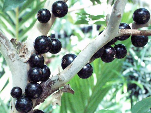 Myrciaria caulifloria sessiliflorum εξωτικά δέντρα εξωτικά φρούτα
