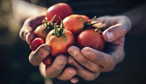 Σύμφωνα με το εποχιακό ημερολόγιο, οι ώριμες ντομάτες συλλέγονται από τον κήπο απευθείας στην κουζίνα