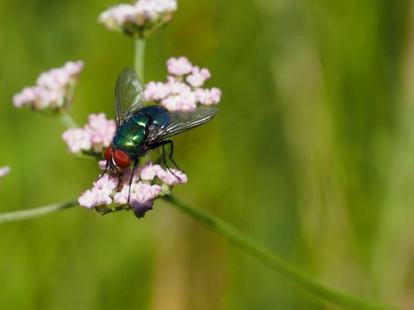 Φυσικές μέθοδοι και σπιτικές θεραπείες για μύγες, καθώς και άλλες χρήσιμες συμβουλές για επικονιαστές μύγων