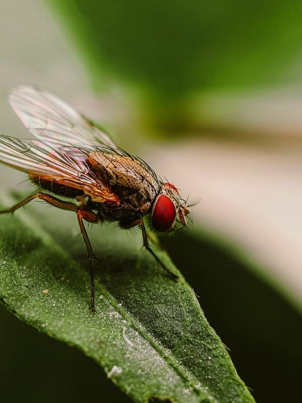 Φυσικές μέθοδοι και σπιτικές θεραπείες ενάντια στις μύγες, καθώς και άλλες χρήσιμες συμβουλές που πετούν στον κήπο και στο σπίτι