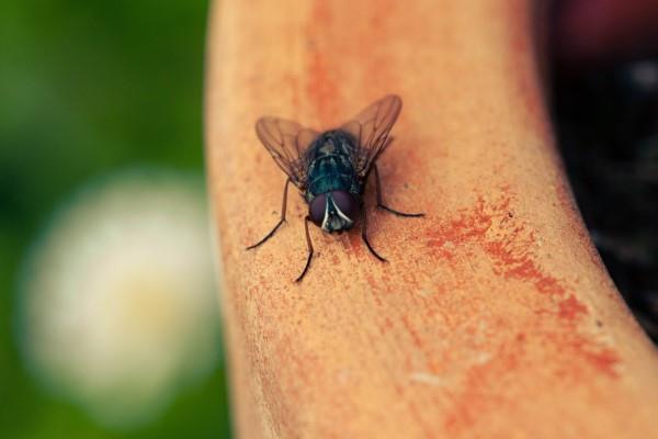 Φυσικές μέθοδοι και σπιτικές θεραπείες για μύγες, καθώς και άλλες χρήσιμες συμβουλές για ιπτάμενες μύγες στον κήπο