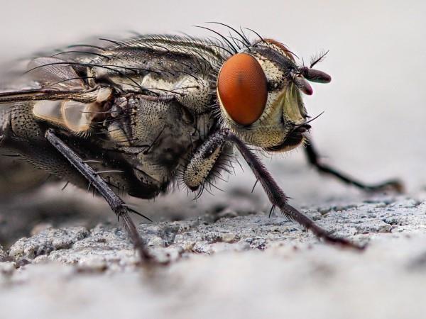 Φυσικές μέθοδοι και σπιτικές θεραπείες για μύγες, καθώς και άλλες χρήσιμες συμβουλές για μύγες από κοντά