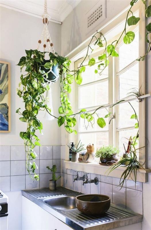 Ο κισσός στην κουζίνα φέρνει περισσότερα πράσινα φυτά στο παράθυρο